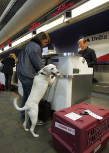 Delta Airlines pet travel